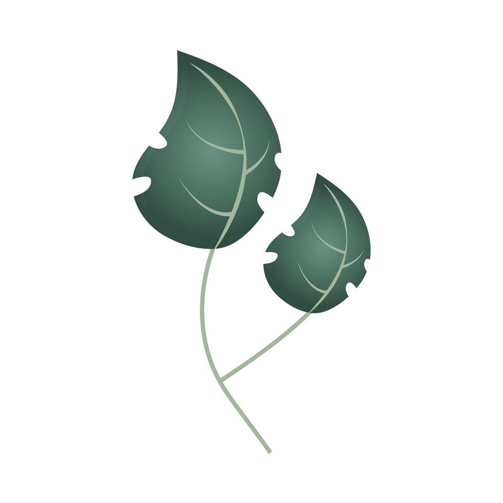 branch with leaf foliage botancial icon isolated vector