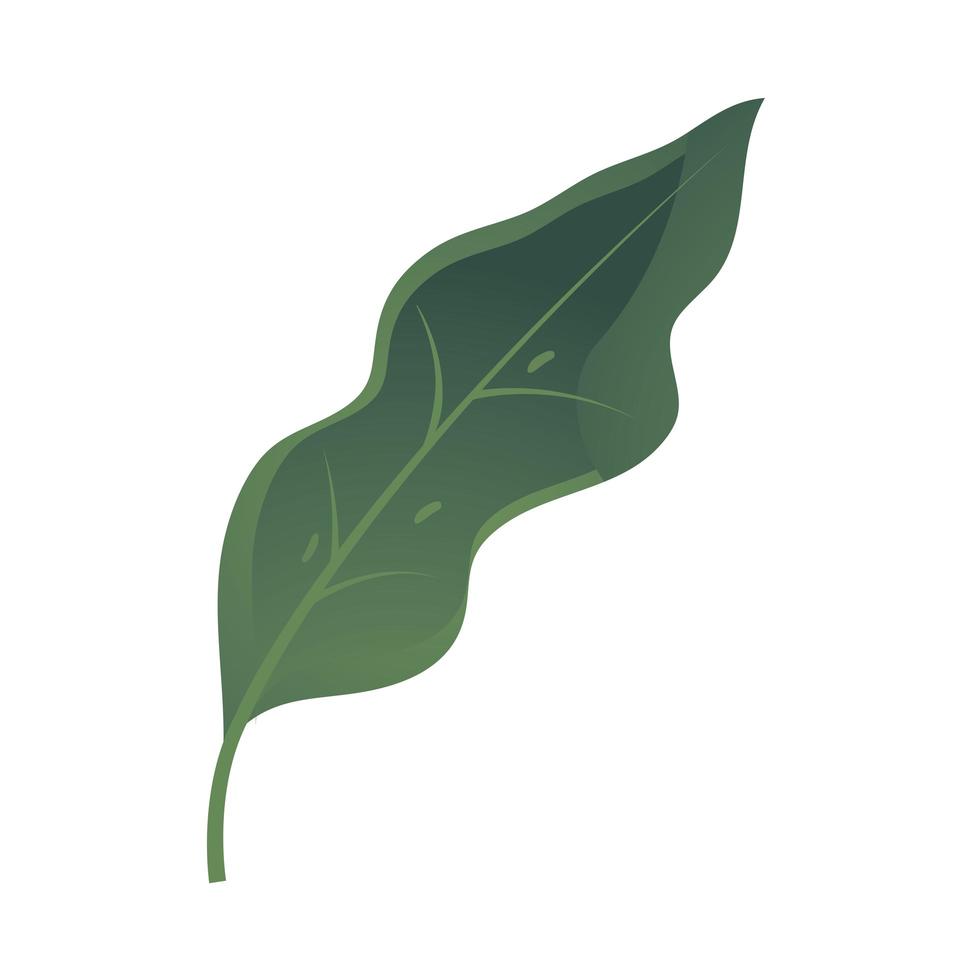 icono de follaje verde de la naturaleza de la hoja sobre fondo blanco vector