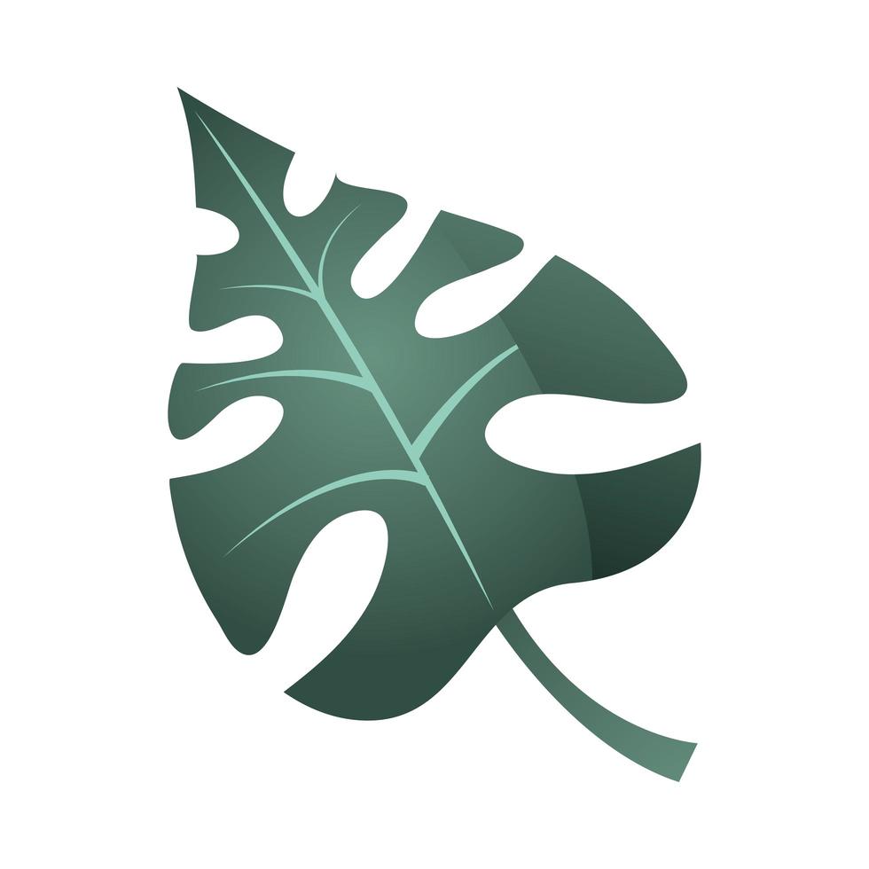 tropical leaf monstera palm and exotic icon over white background vector
