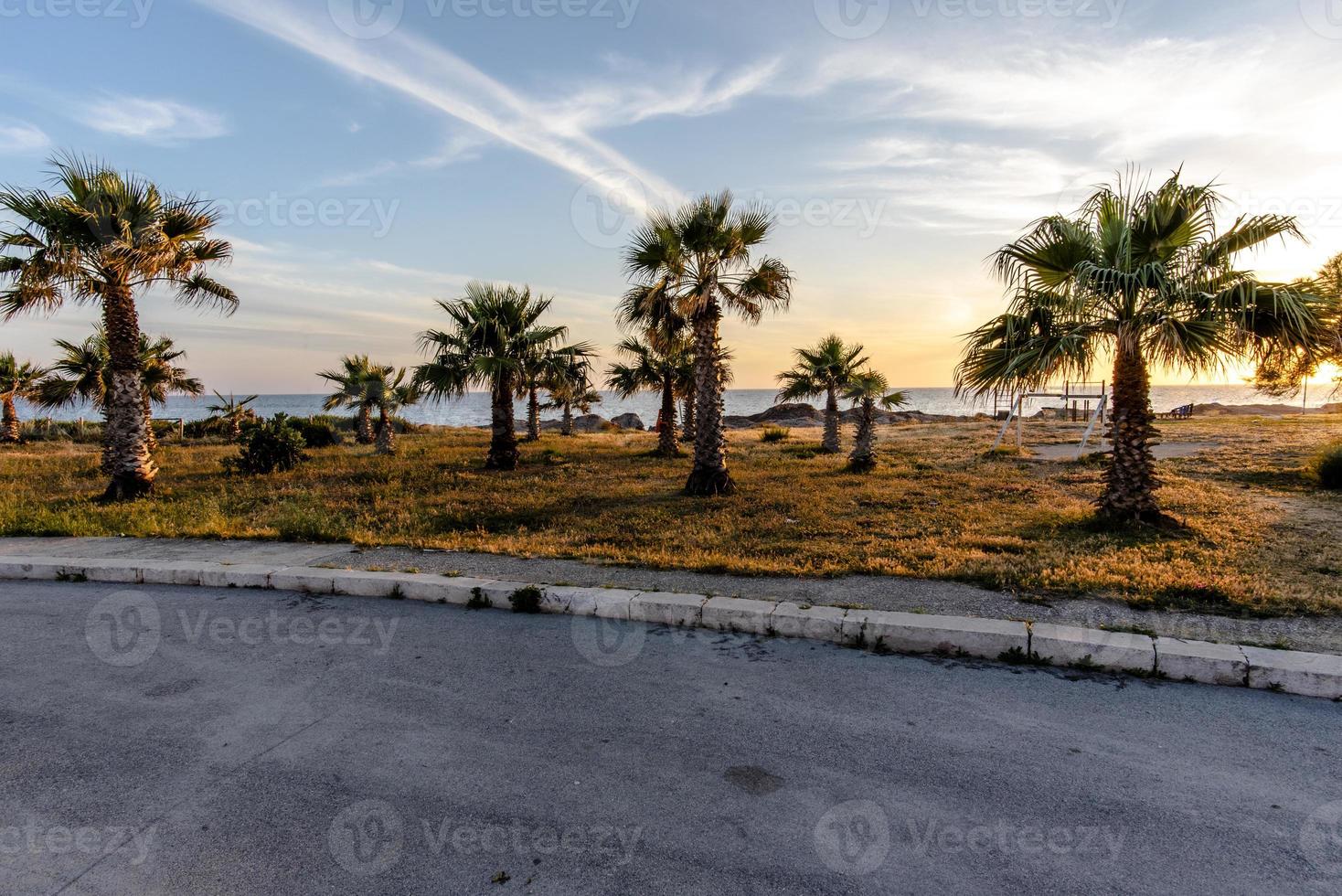 marsala palmeras al atardecer foto