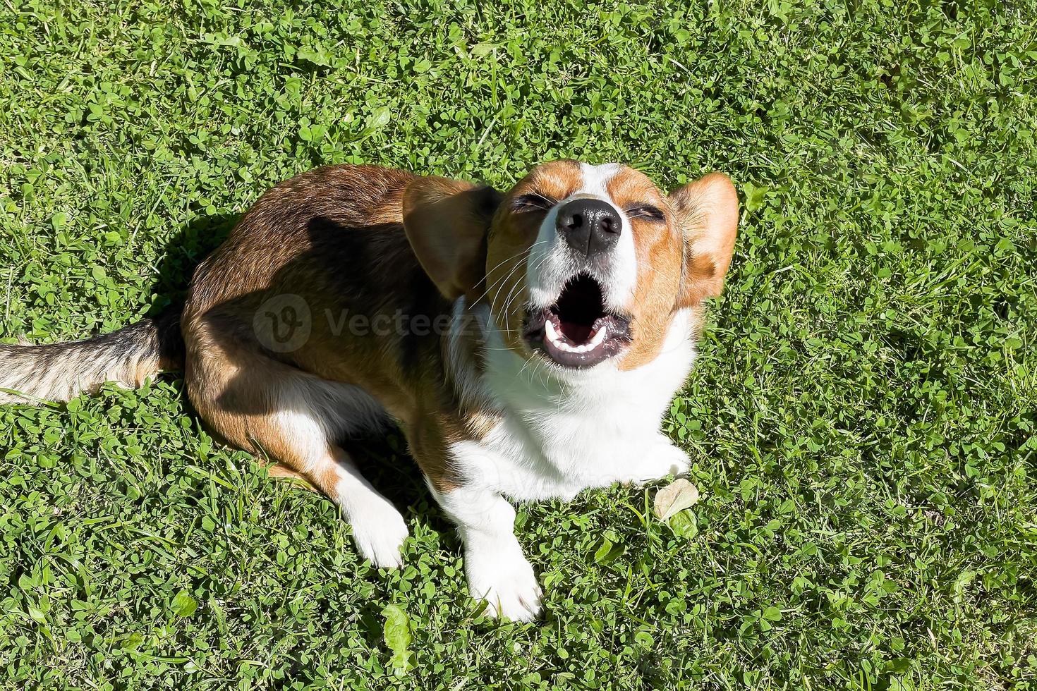 Sonrisa de perro corgi y feliz en día soleado de verano foto