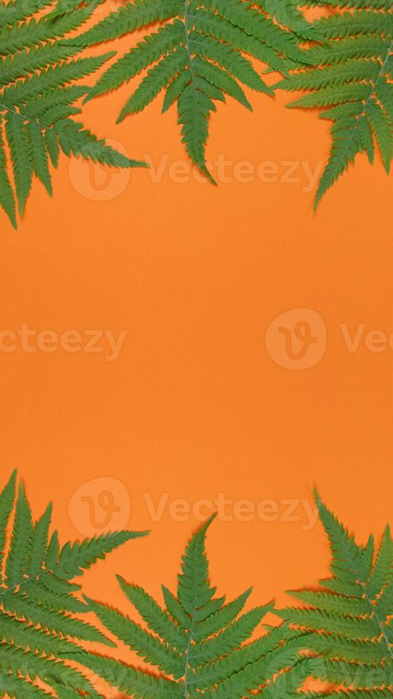 Green fern leaves on orange background with copy space. photo