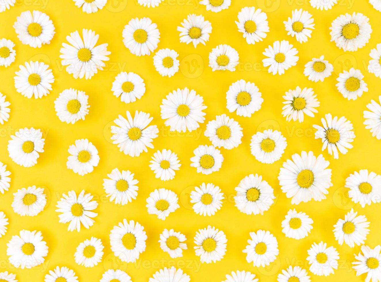 Pattern from chamomile flowers on yellow background. photo