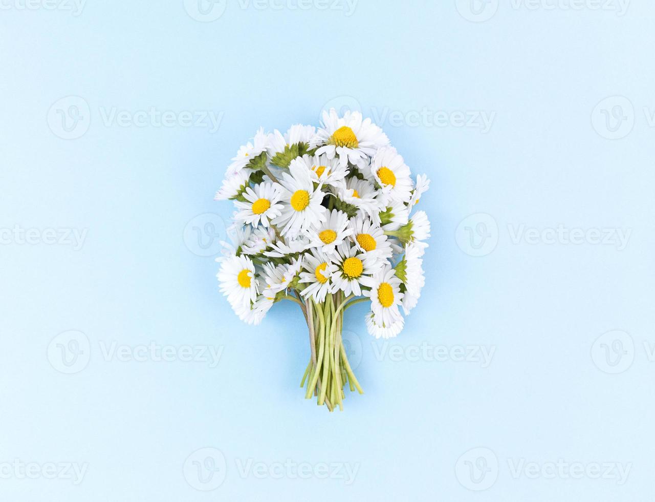 Bouquet from chamomile flowers on blue background. photo