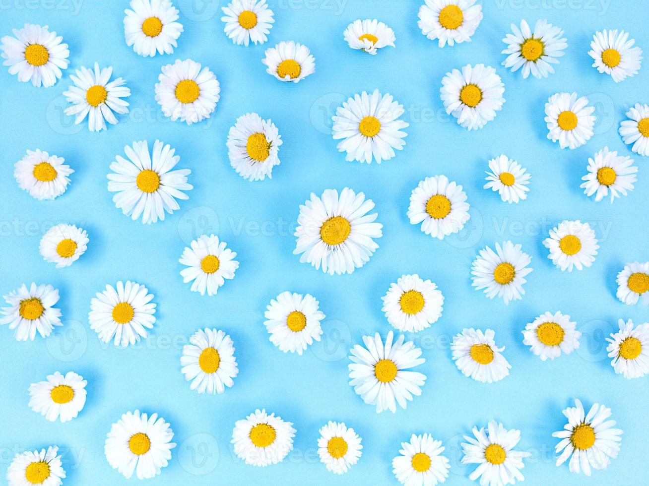 Pattern from chamomile flowers on blue background. photo