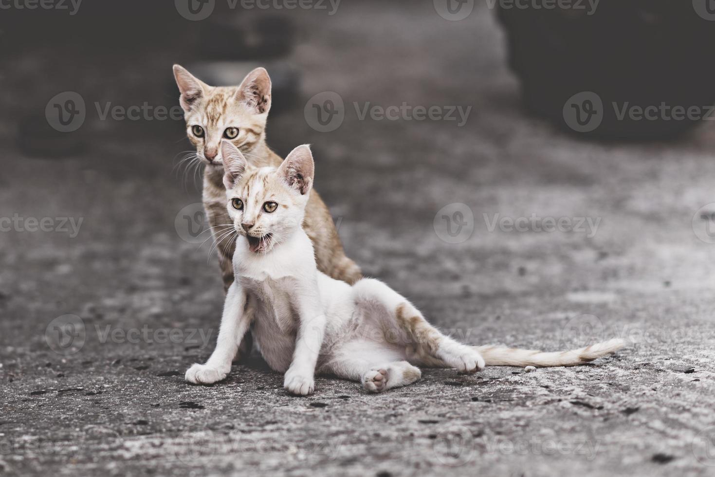 dos gatos en una relación muy complicada. dos gatos domésticos que se divierten juntos al aire libre. foto