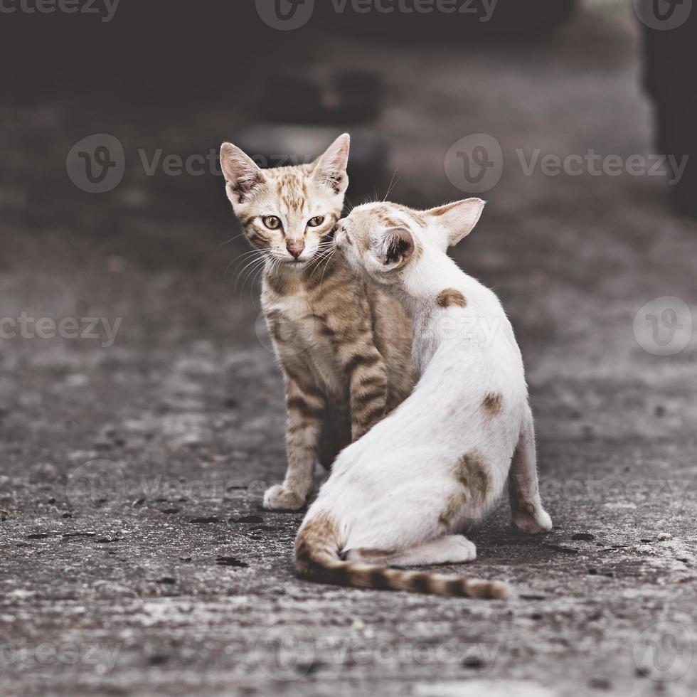 dos gatos en una relación muy complicada. dos gatos domésticos que se divierten juntos al aire libre. foto