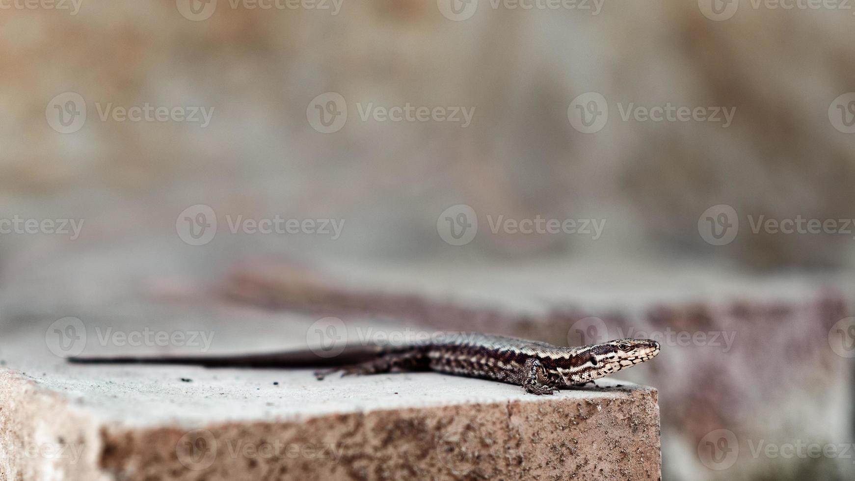 Lizard, Podarcis muralis laying on old rustic bricks in the natural environment. photo