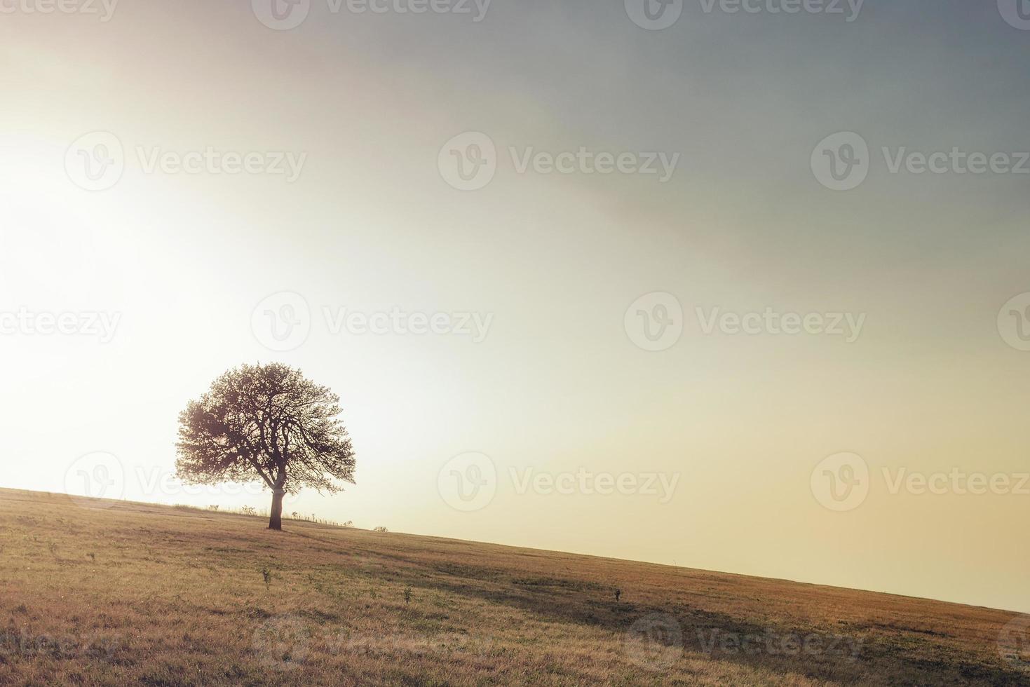 solo árbol en el prado. solo árbol capturado en el prado en la montaña rajac, serbia. foto