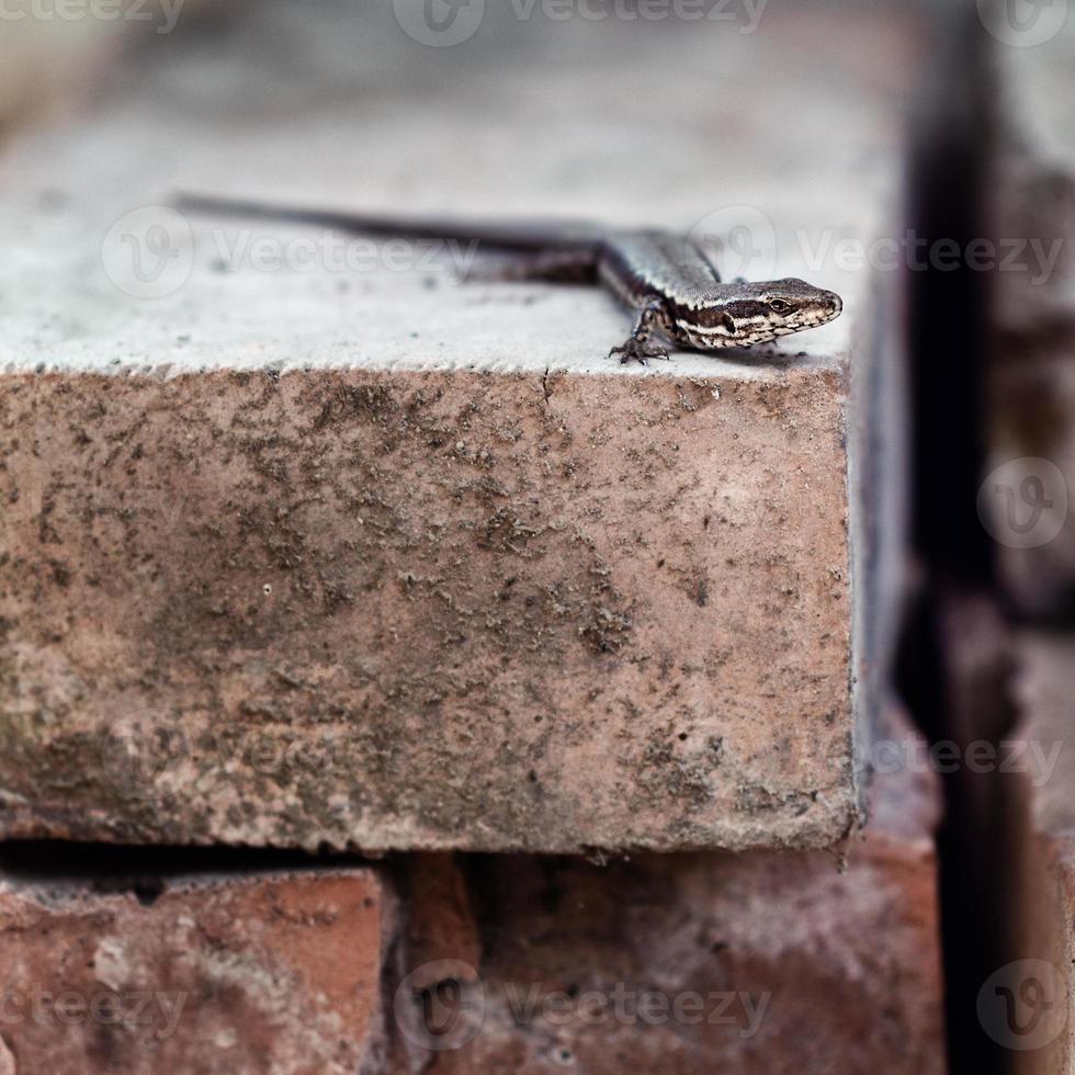 lagarto, podarcis muralis tendido sobre viejos ladrillos rústicos en el entorno natural. foto