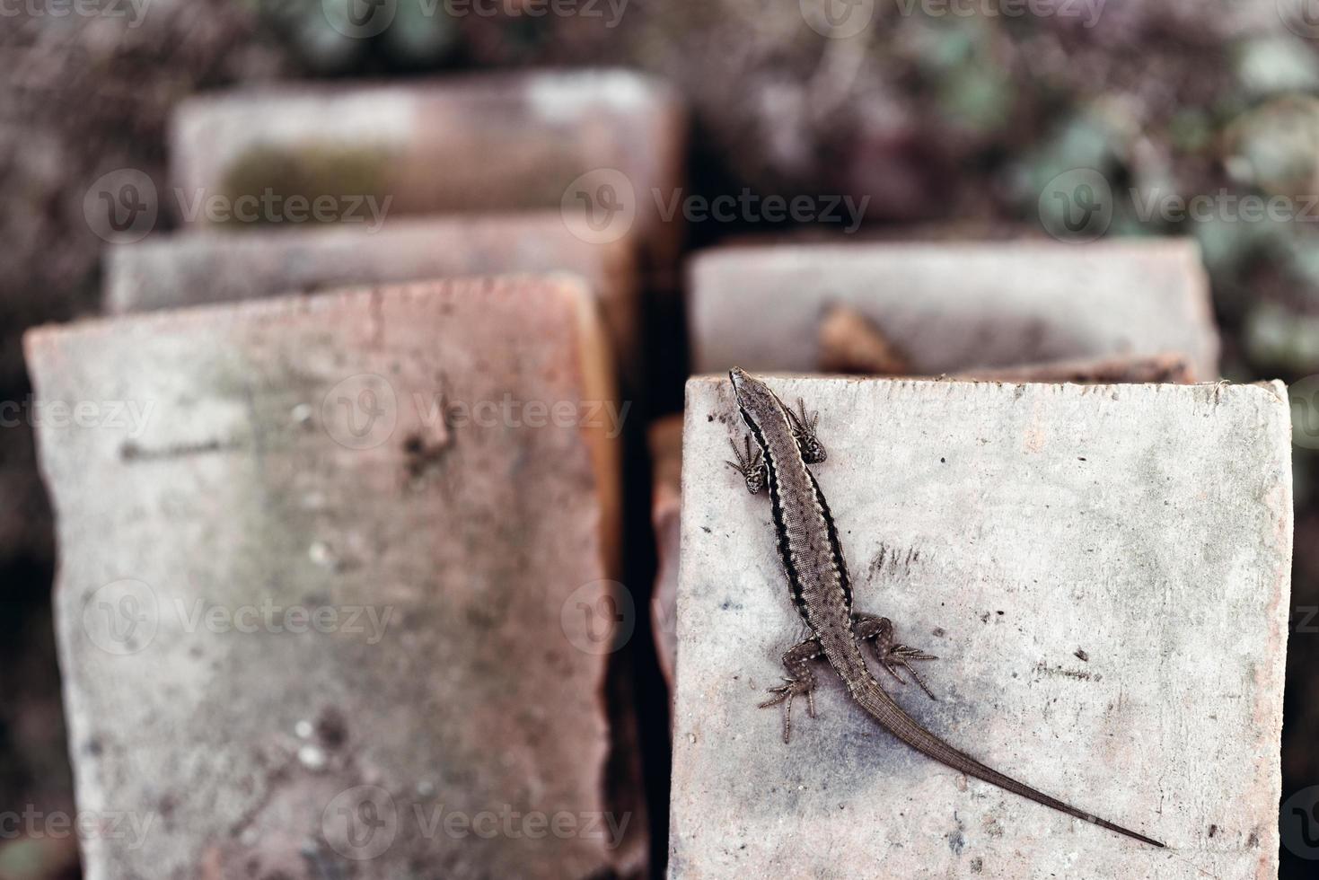 Lizard, Podarcis muralis laying on old rustic bricks in the natural environment. photo