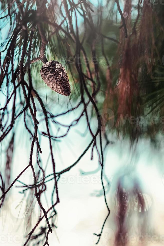 Close up of pine cone trees in the summer. Pinecone tree with one cone on their branches. photo