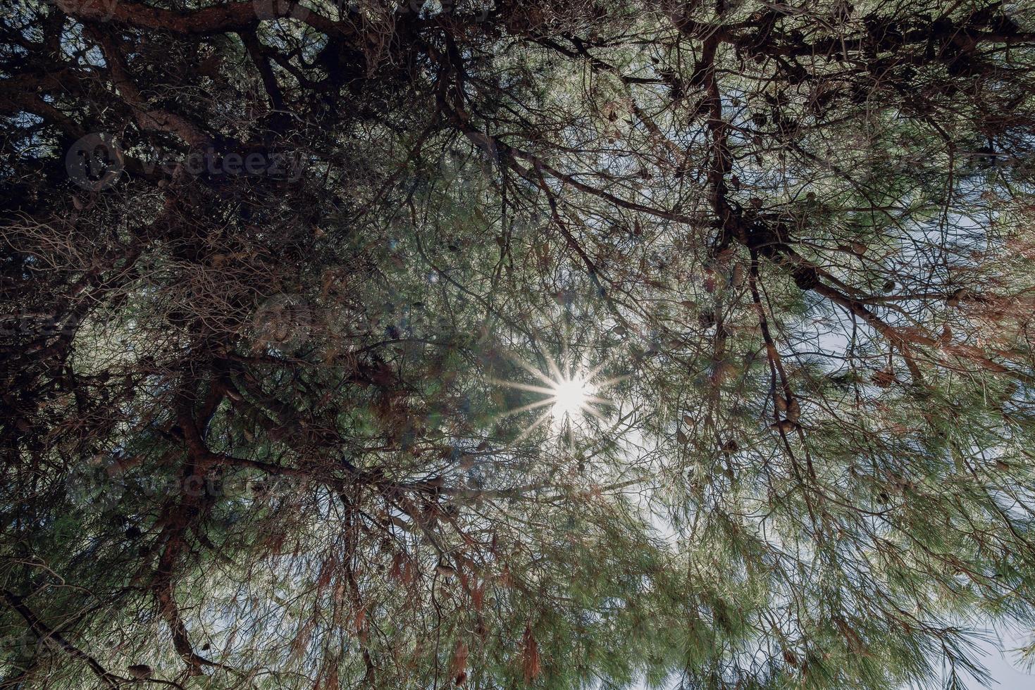 Old pine tree at the beach, pine tree with huge shade at wild beach at the peninsula Kassandra, Halkidiki, Greece. photo