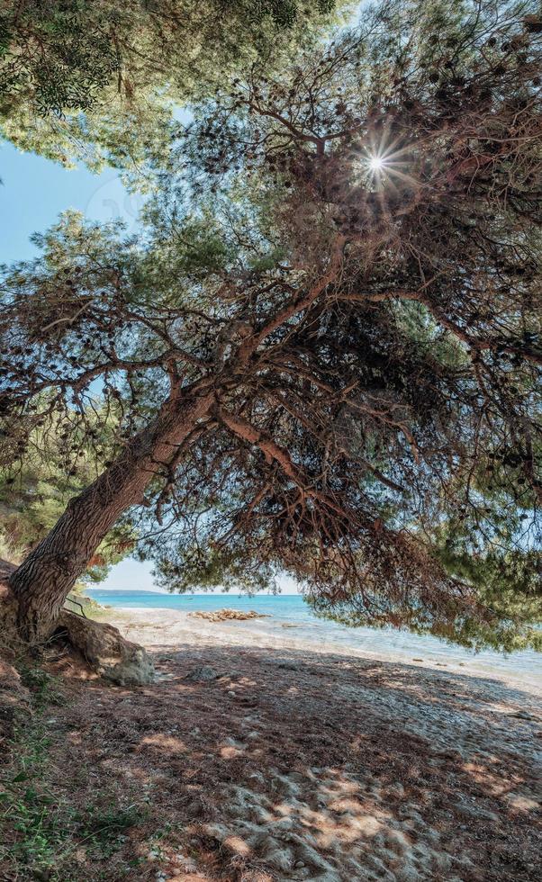 Curved, twisted old pine tree at the beach, pine tree with huge shade at wild beach at the peninsula Kassandra, Halkidiki, Greece. photo