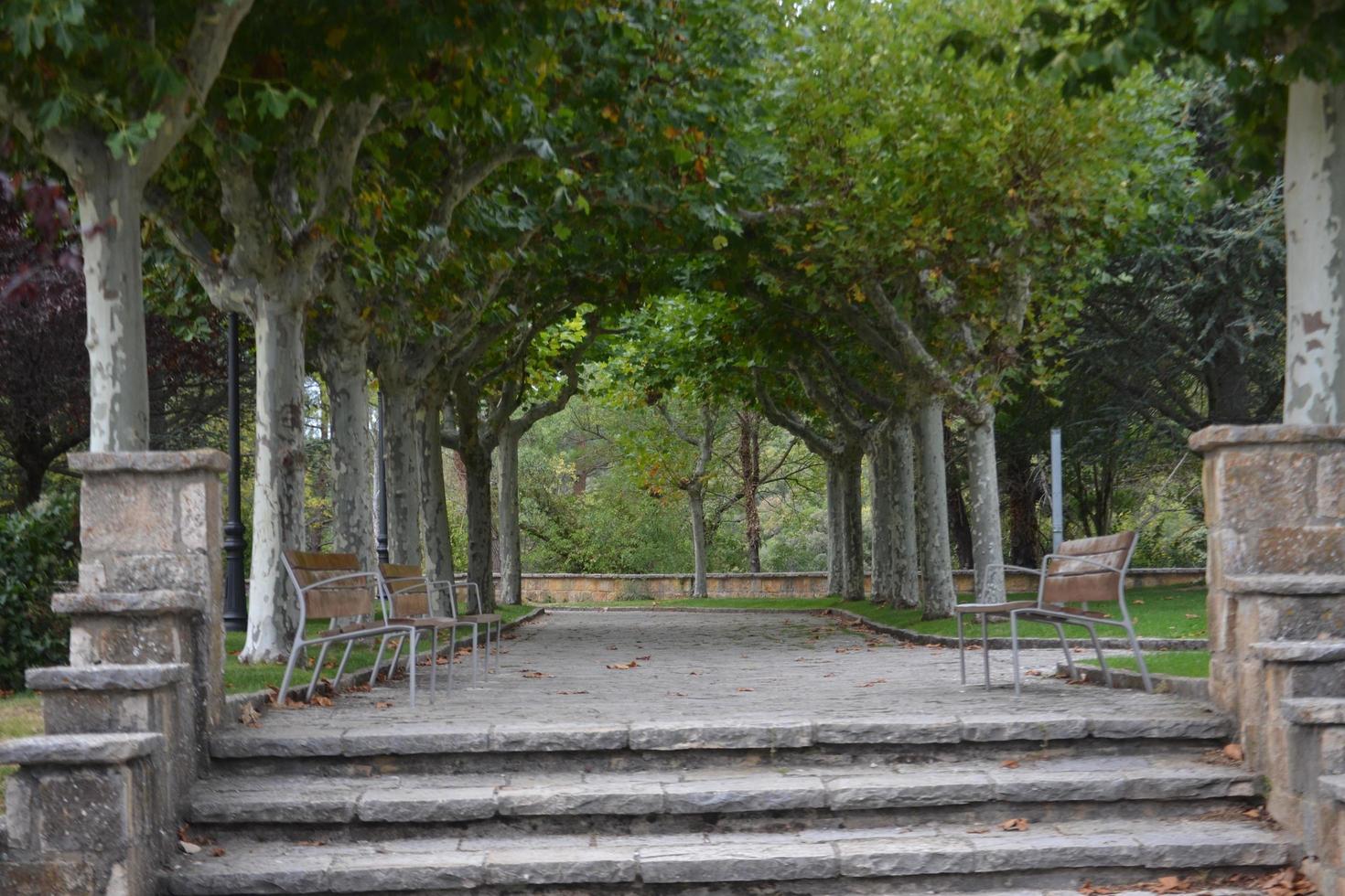 The park with the trees photo