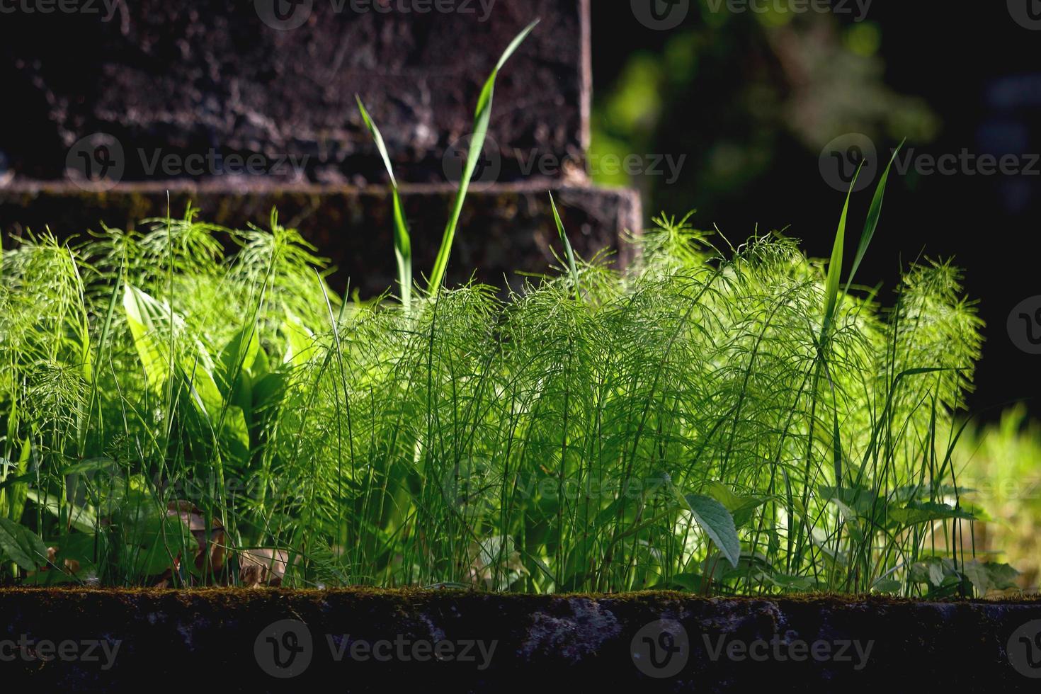 Green field horsetail weed near grave stone photo