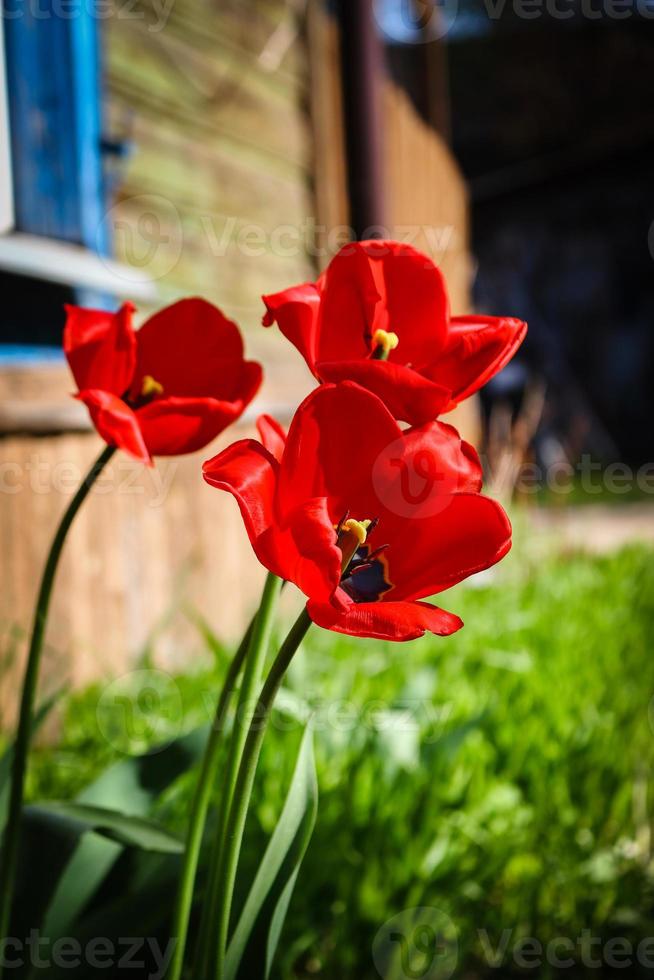 Tres tulipanes rojos que florecen en la luz del sol cerca de la antigua casa de madera foto