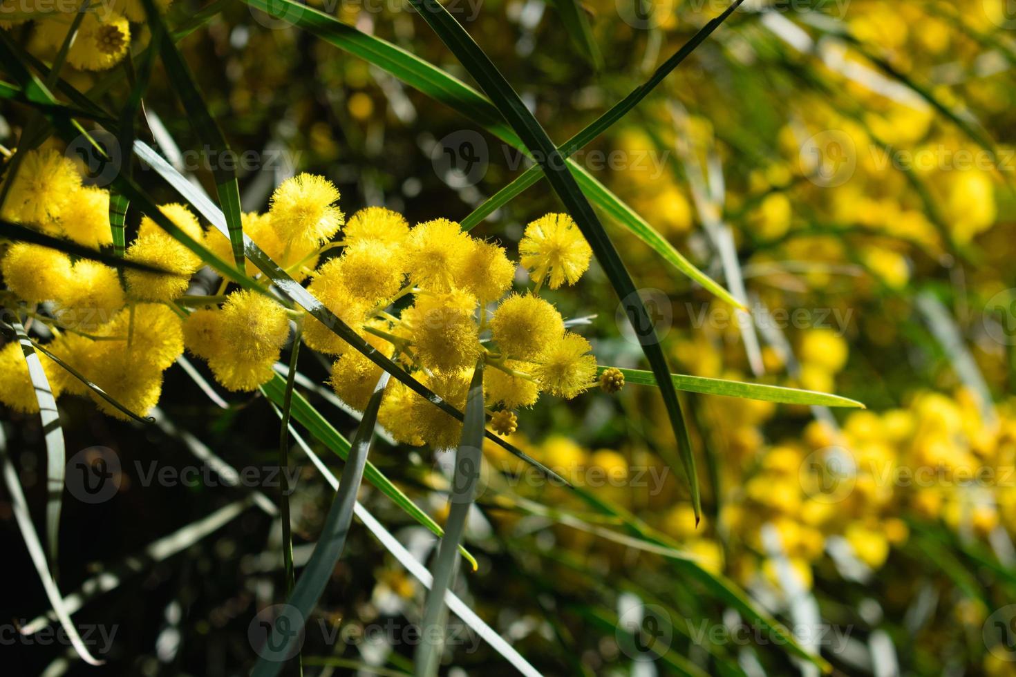 Blossoming of mimosa tree, Acacia pycnantha,  golden wattle close up in spring, bright yellow flowers, coojong, golden wreath wattle, orange wattle, blue-leafed wattle, acacia saligna photo