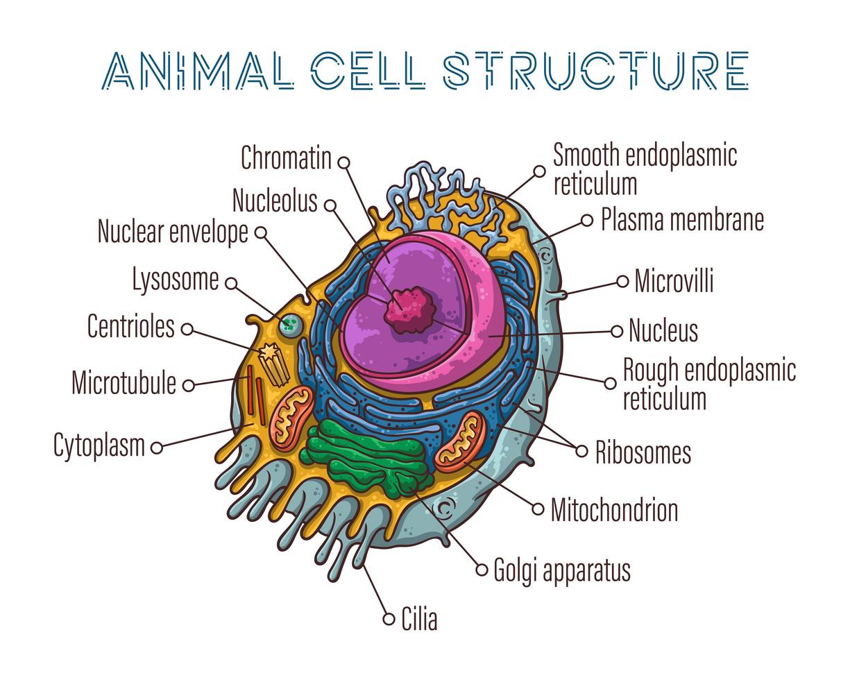 Ilustración de dibujos animados de anatomía de células animales aislado en   Vector Premium