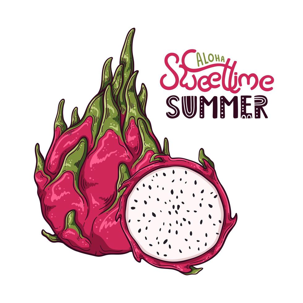 Vector illustration of dragon fruit in sketch style.