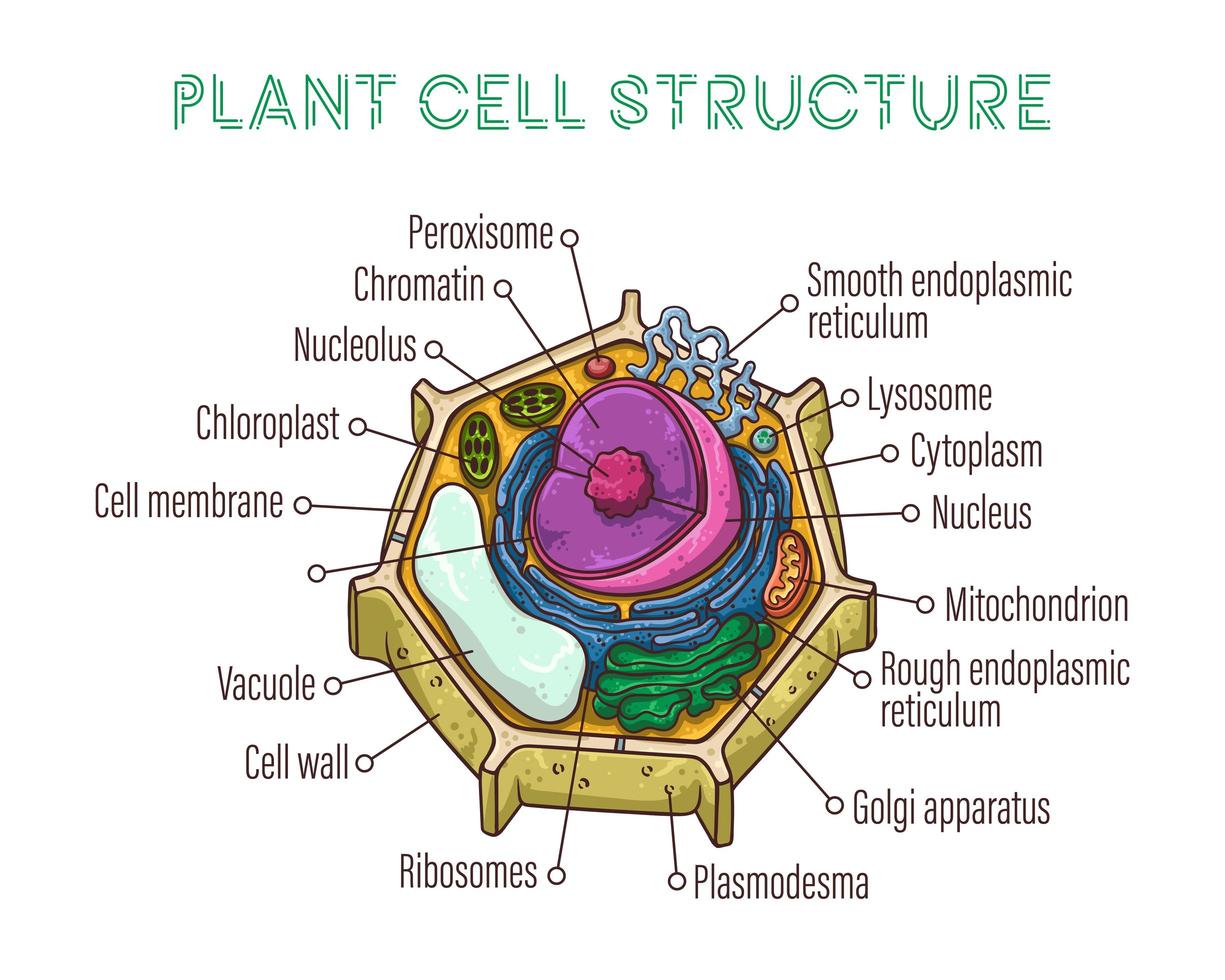 ilustraciones de dibujo vectorial. estructura esquemática de la célula  vegetal. 2624194 Vector en Vecteezy