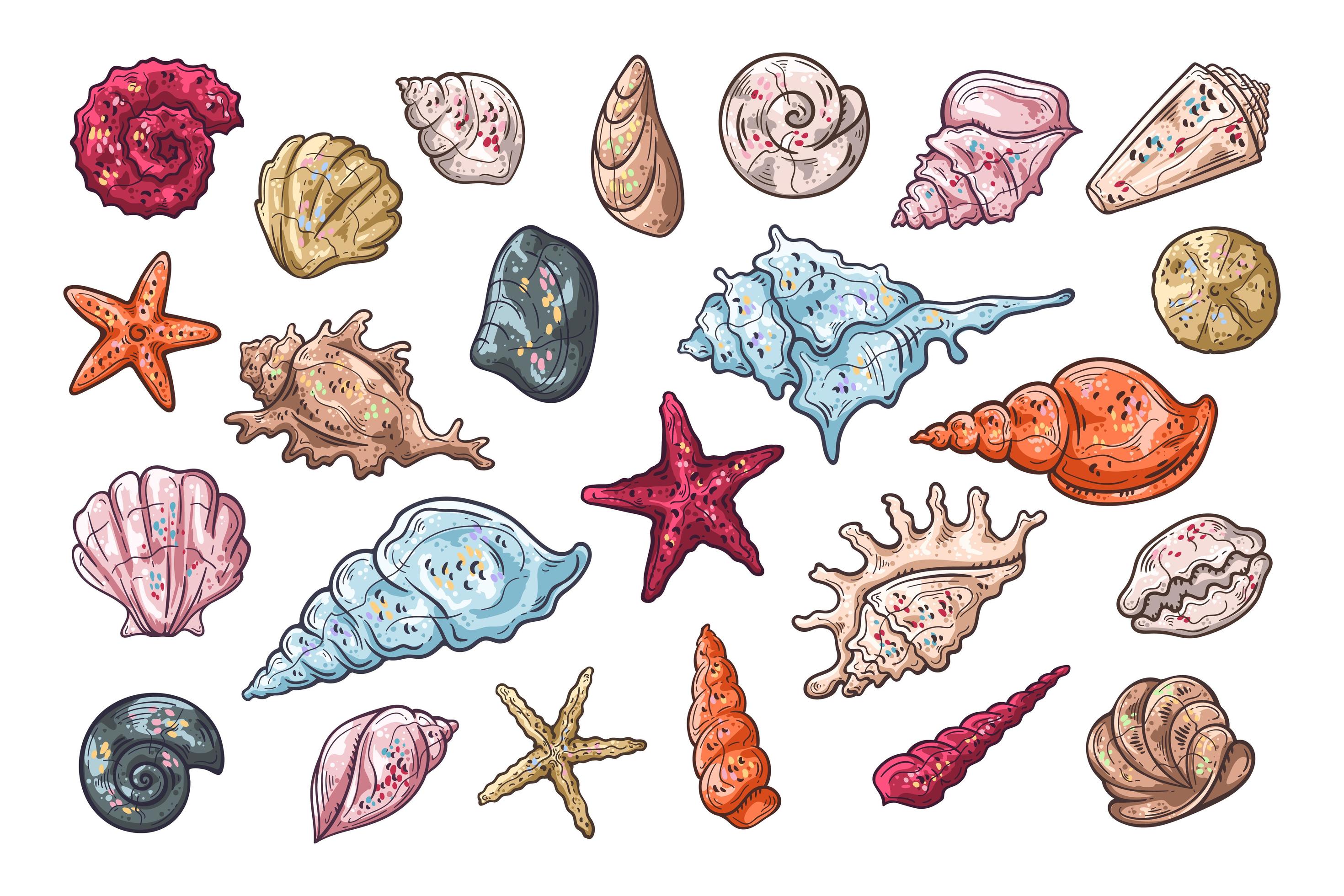 Vector sketching illustrations. Different types of seashells. 2624969