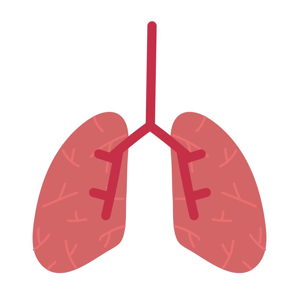 human lungs organ vector