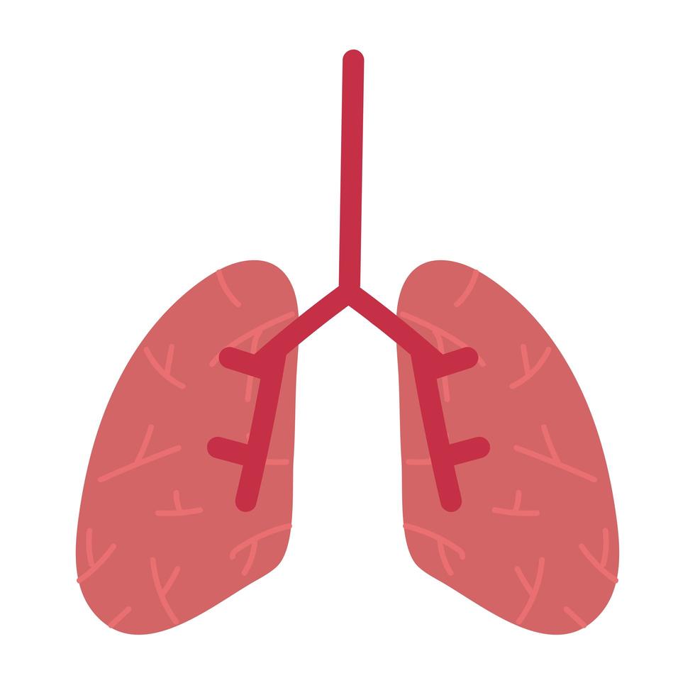 organo de los pulmones humanos vector