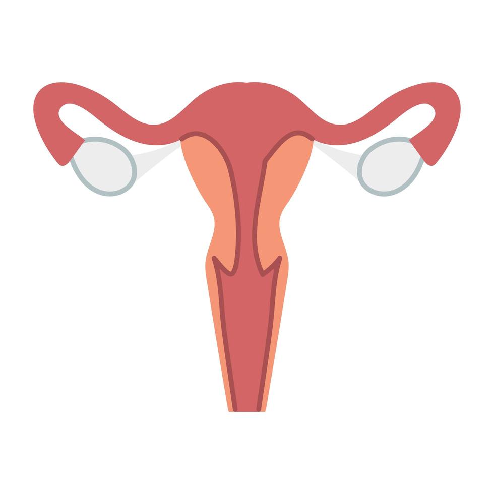 female reproductive system vector