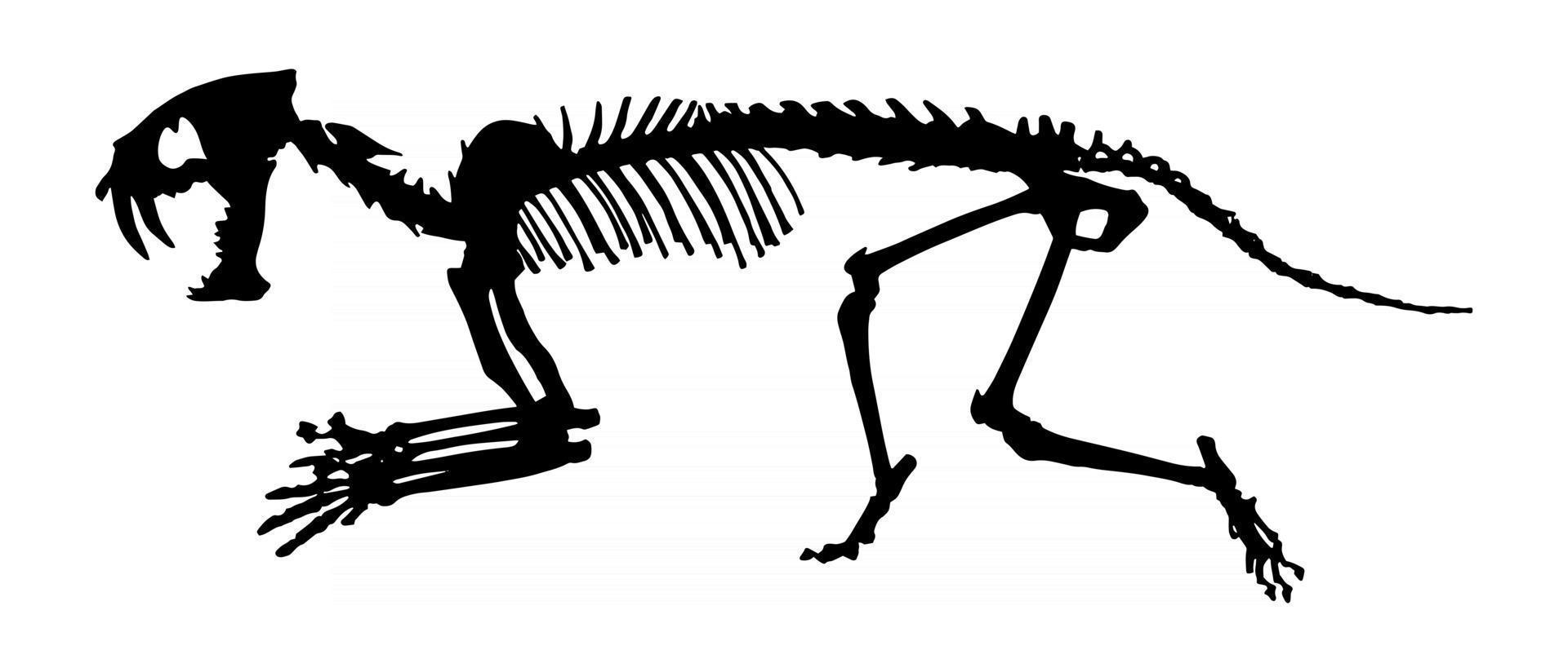 Saber - toothed tiger  Hoplophoneus primaevus  skeleton . Silhouette vector . side view .