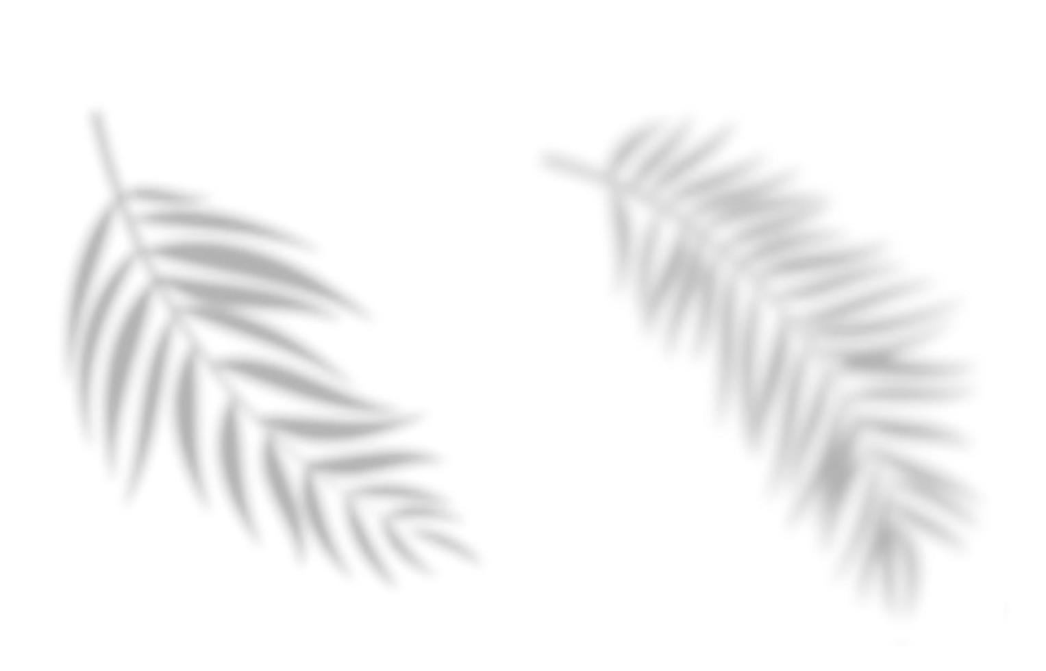 Realistic abstract palm leaves shadow isolated on white background vector
