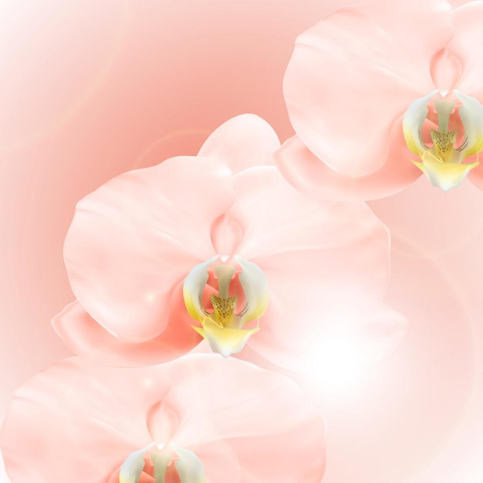 Realistic 3d pink orchid flower background vector