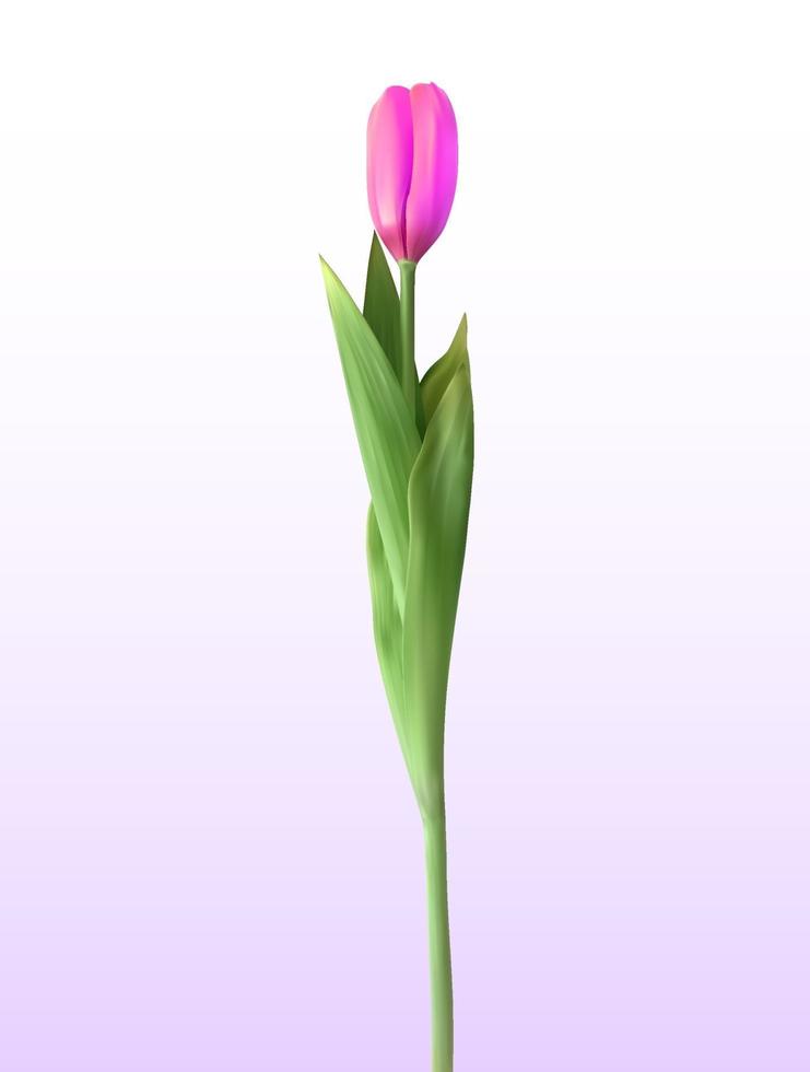 Vista en 3D naturalista de tulipán floreciente rosa sobre fondo blanco. vector