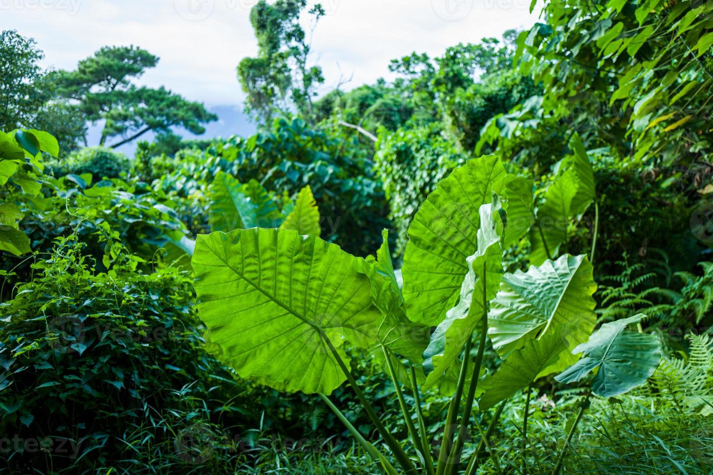 un parque en hualien en taiwán foto