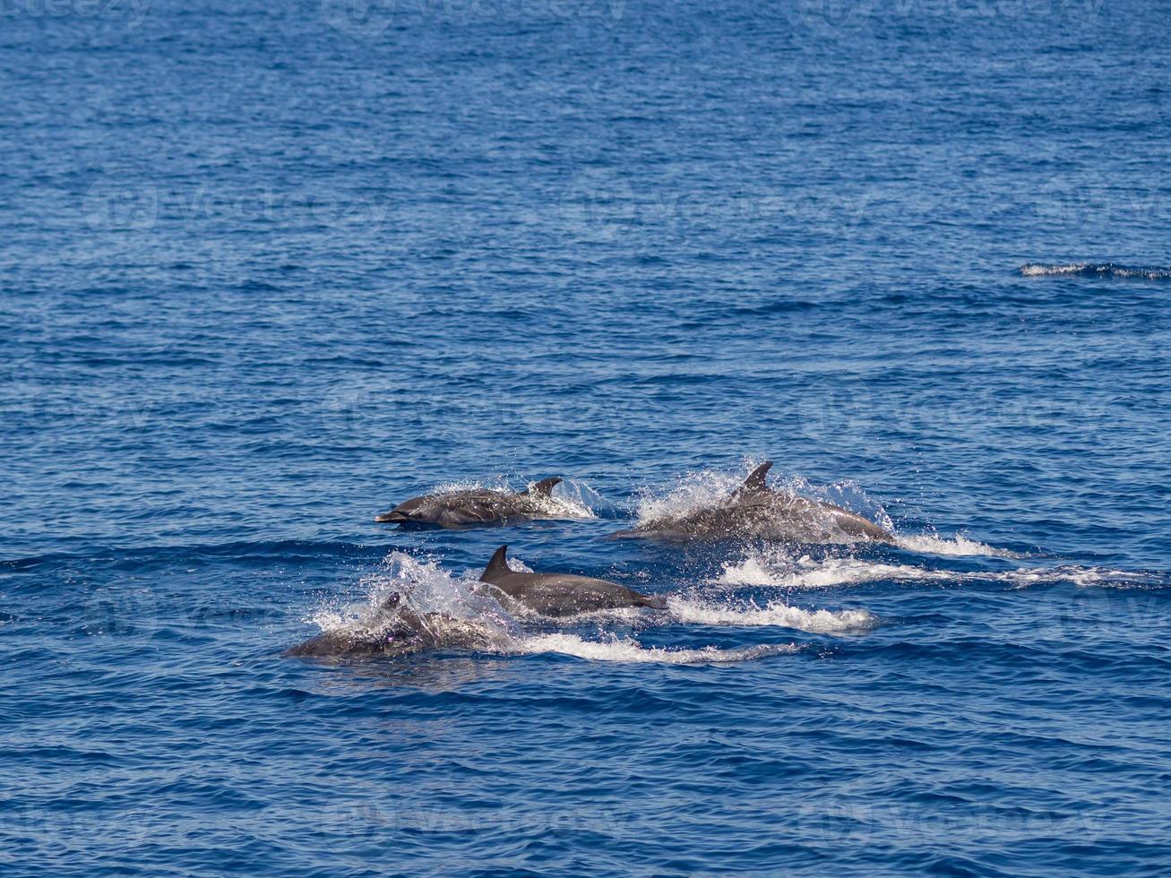 Dolphins at the coast of Hualien in Taiwan photo