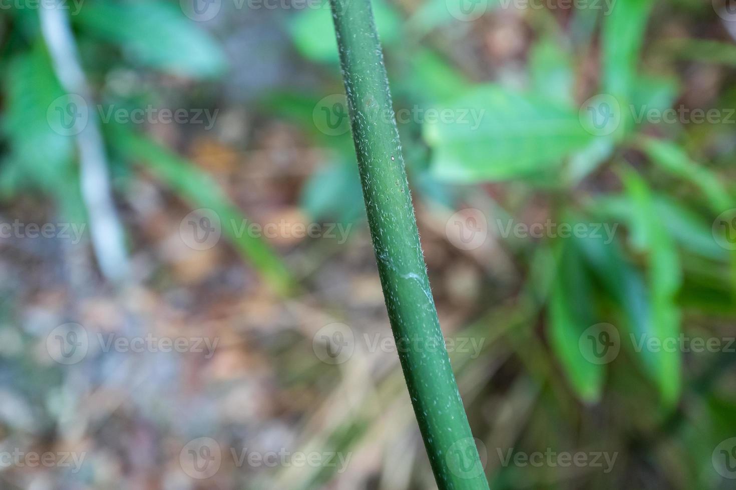 Foto de bambú con picos en langkawi