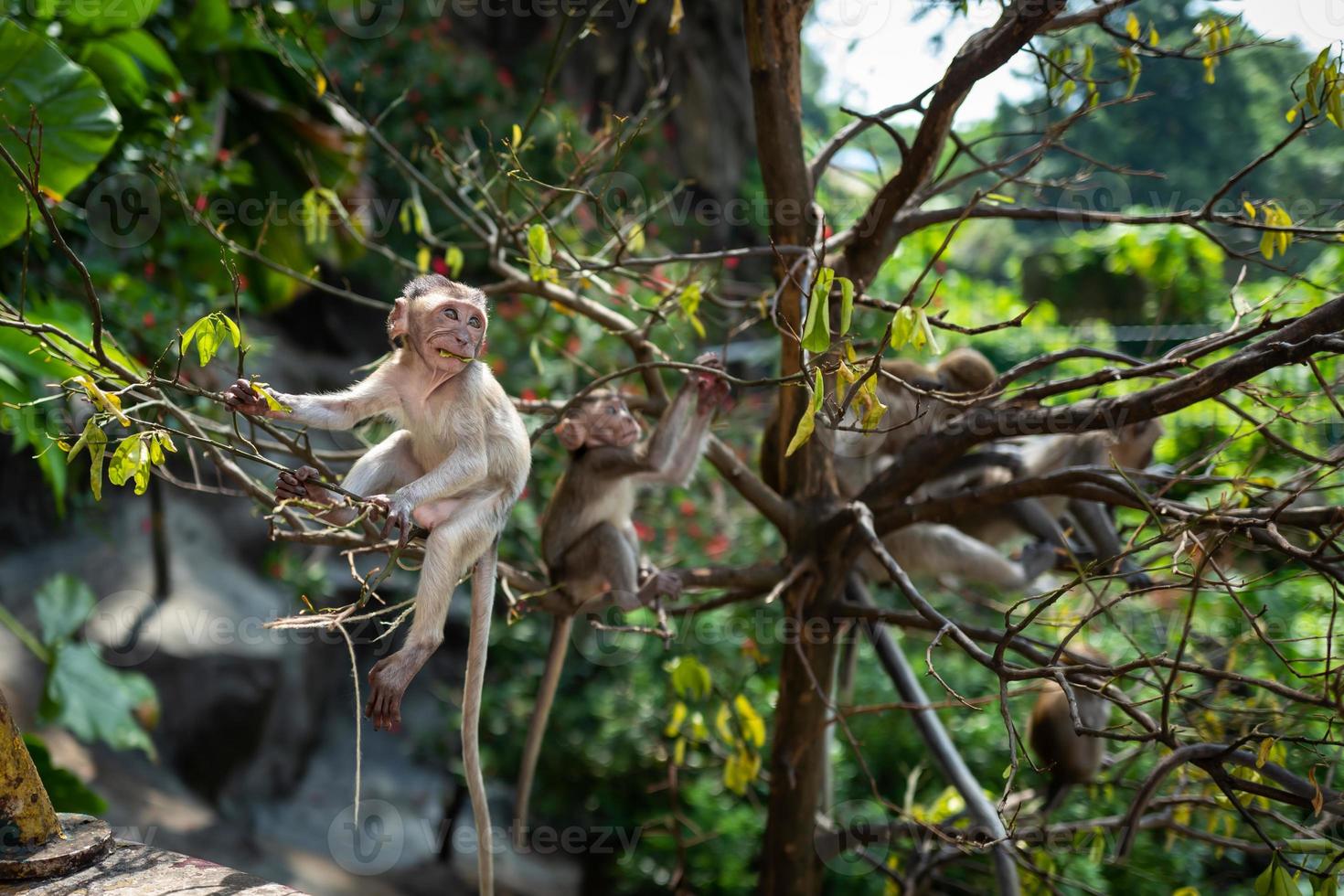 mono con bebé en las cuevas batu kuala lumpur foto