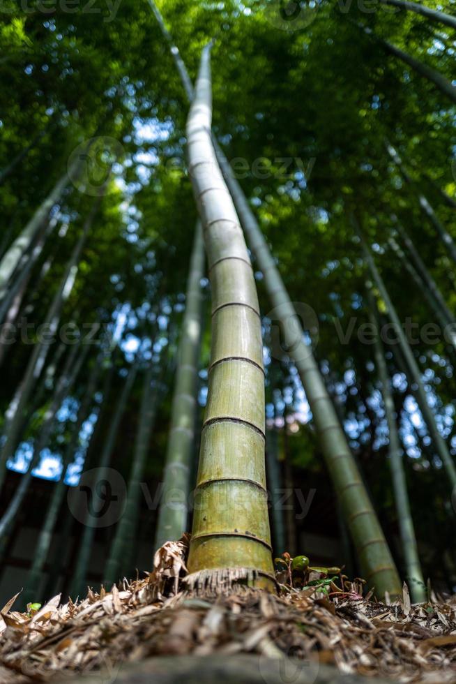 árbol de bambú en kamakura en japón foto