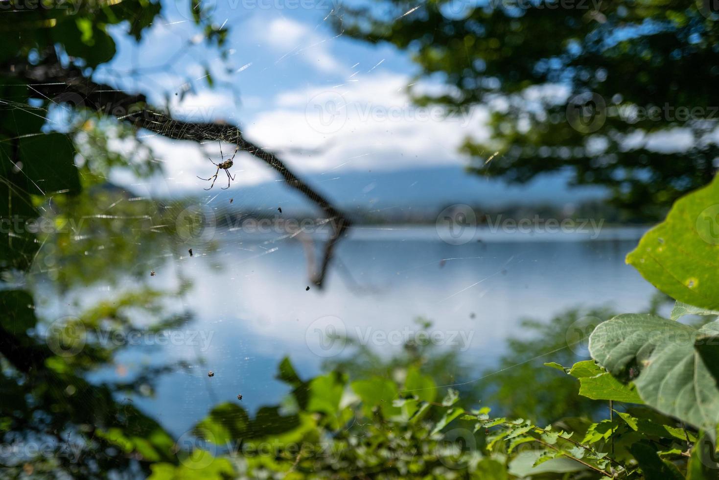 araña en kaguchiko en japón foto