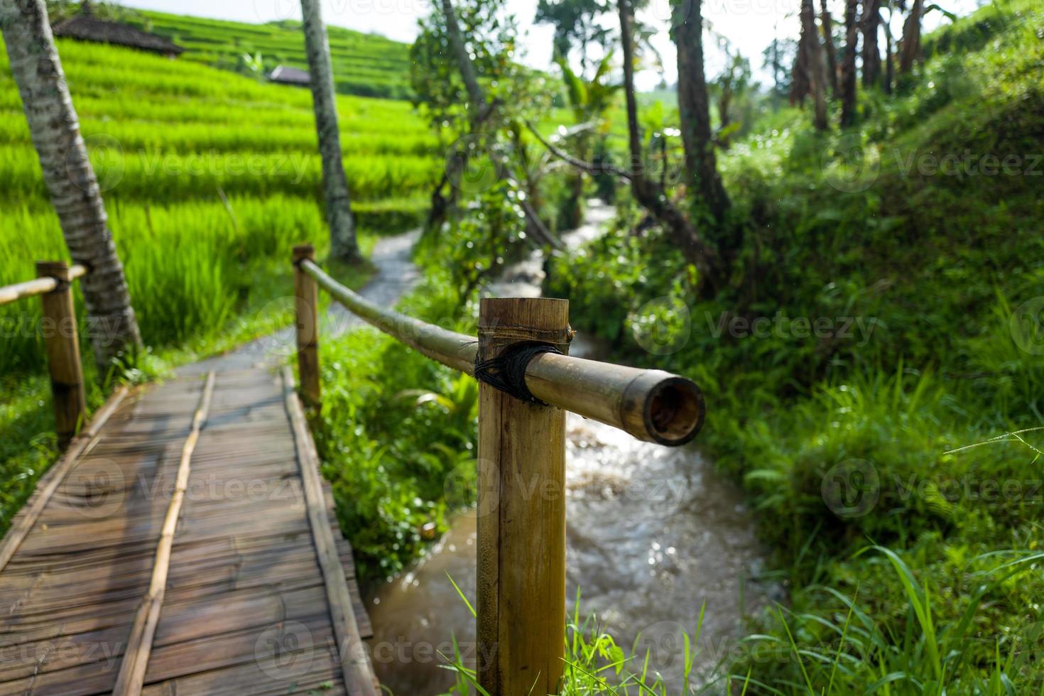 las terrazas de arroz de tegallalang en bali en indonesia foto