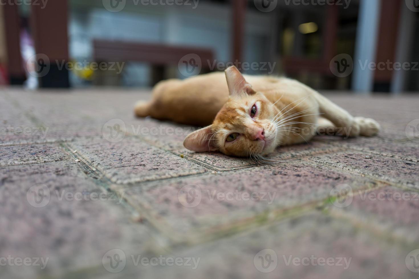 A street cat in Singapore 2629255 Stock Photo at Vecteezy