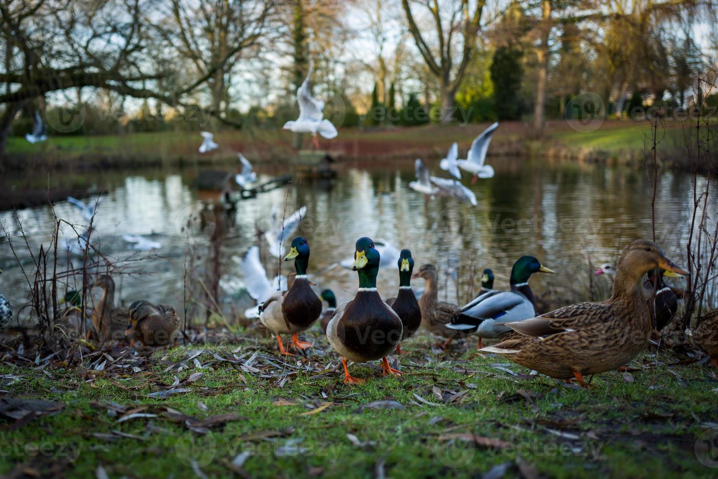 Ducks at a lake in Wilhelmshaven in Germany photo