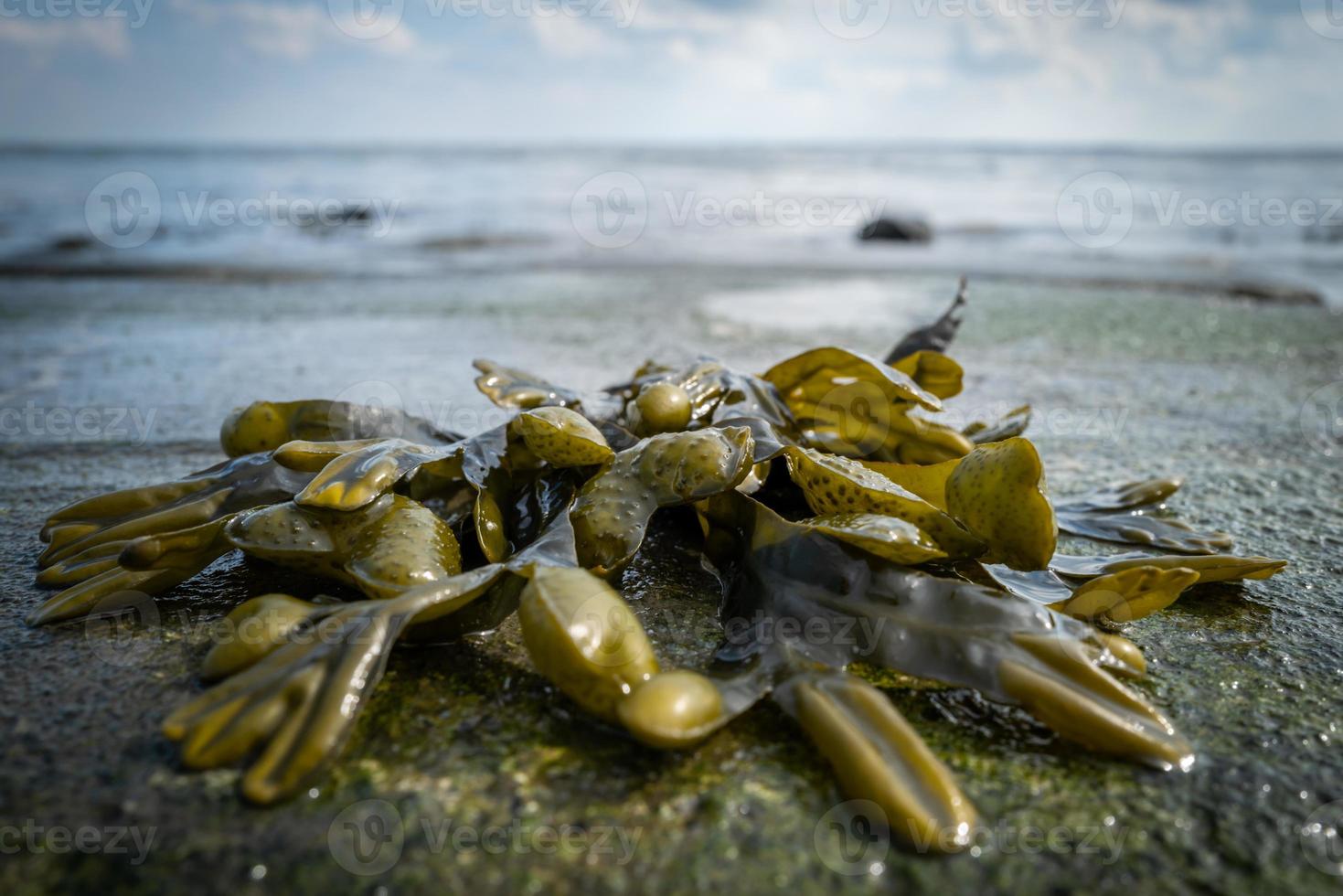 algas en la playa de wilhelmshaven foto