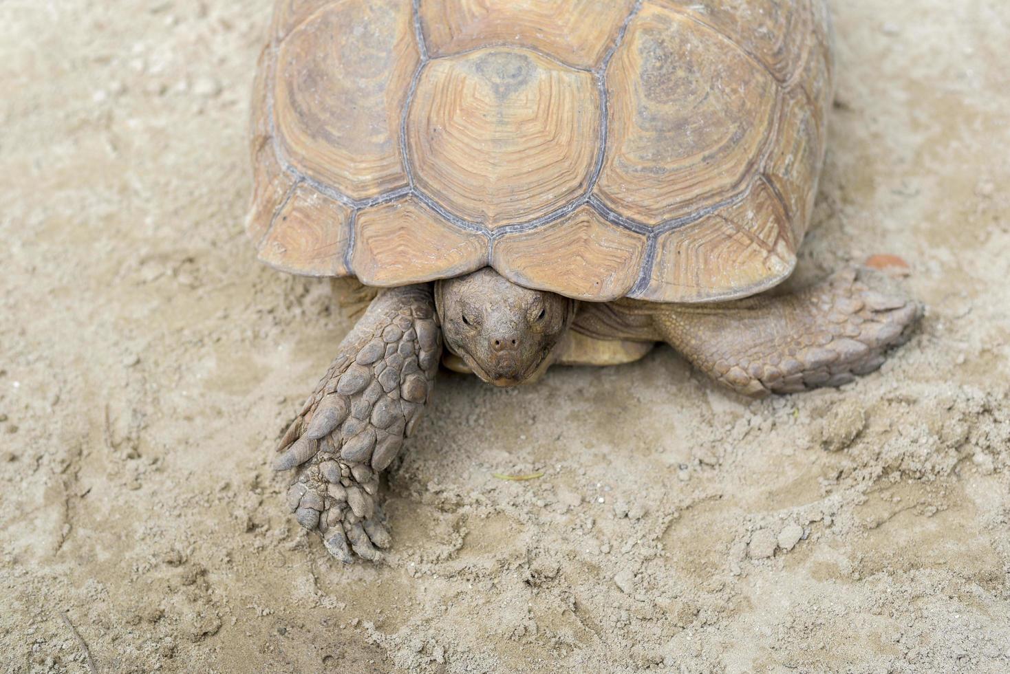 Aldabra giant tortoise photo