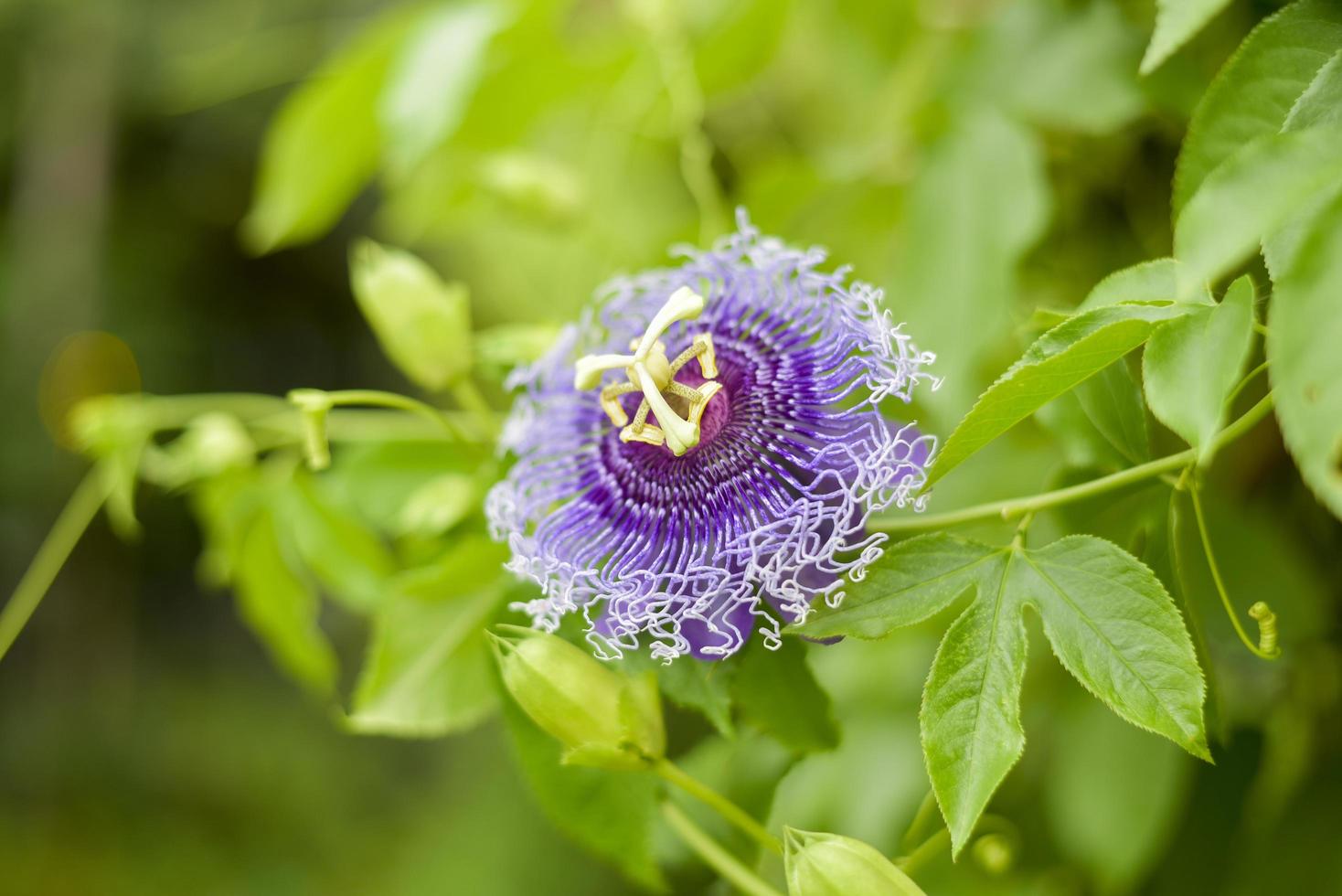 Cerca de la flor morada está floreciendo foto