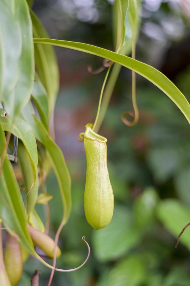 Nepenthes inn garden photo