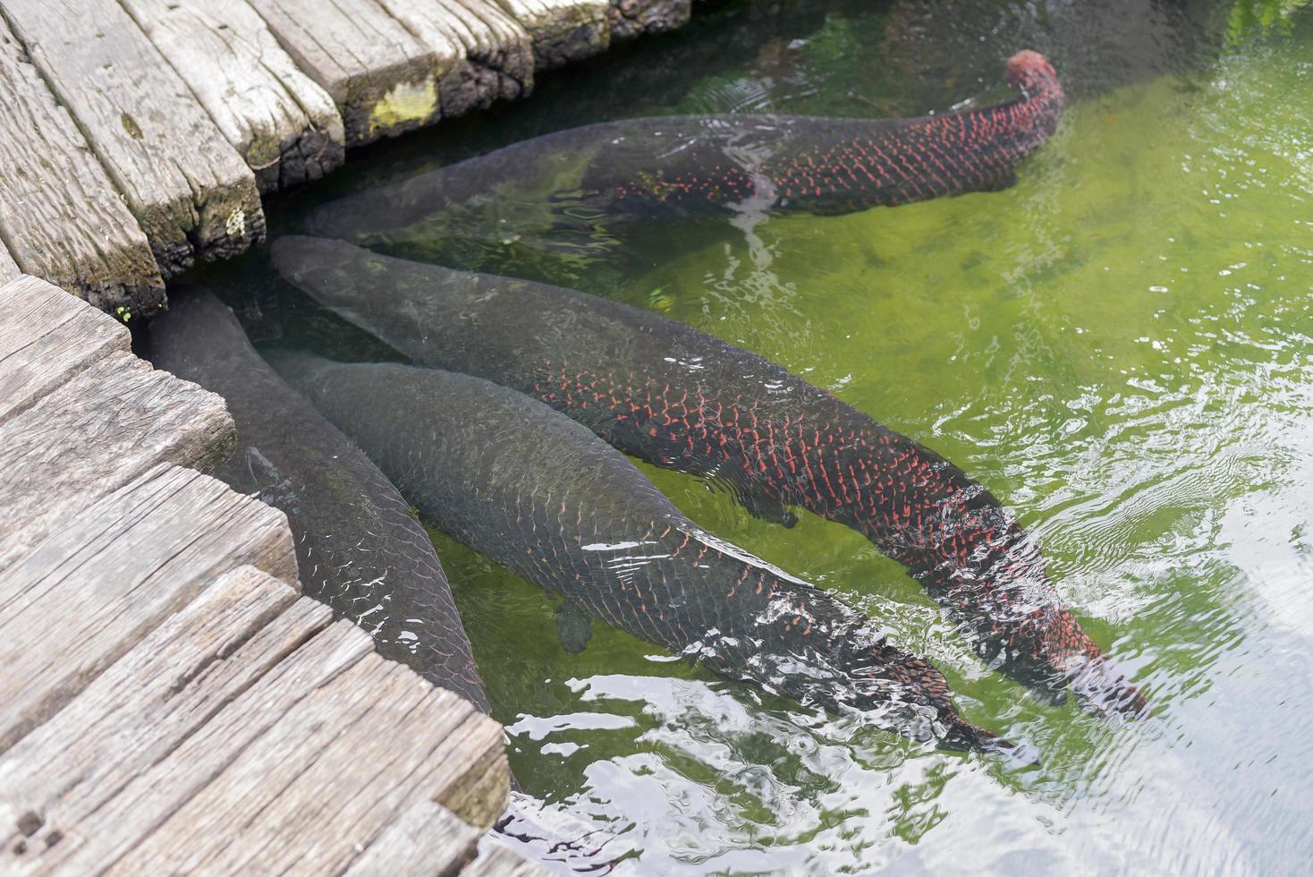 arapaima gigas en agua foto