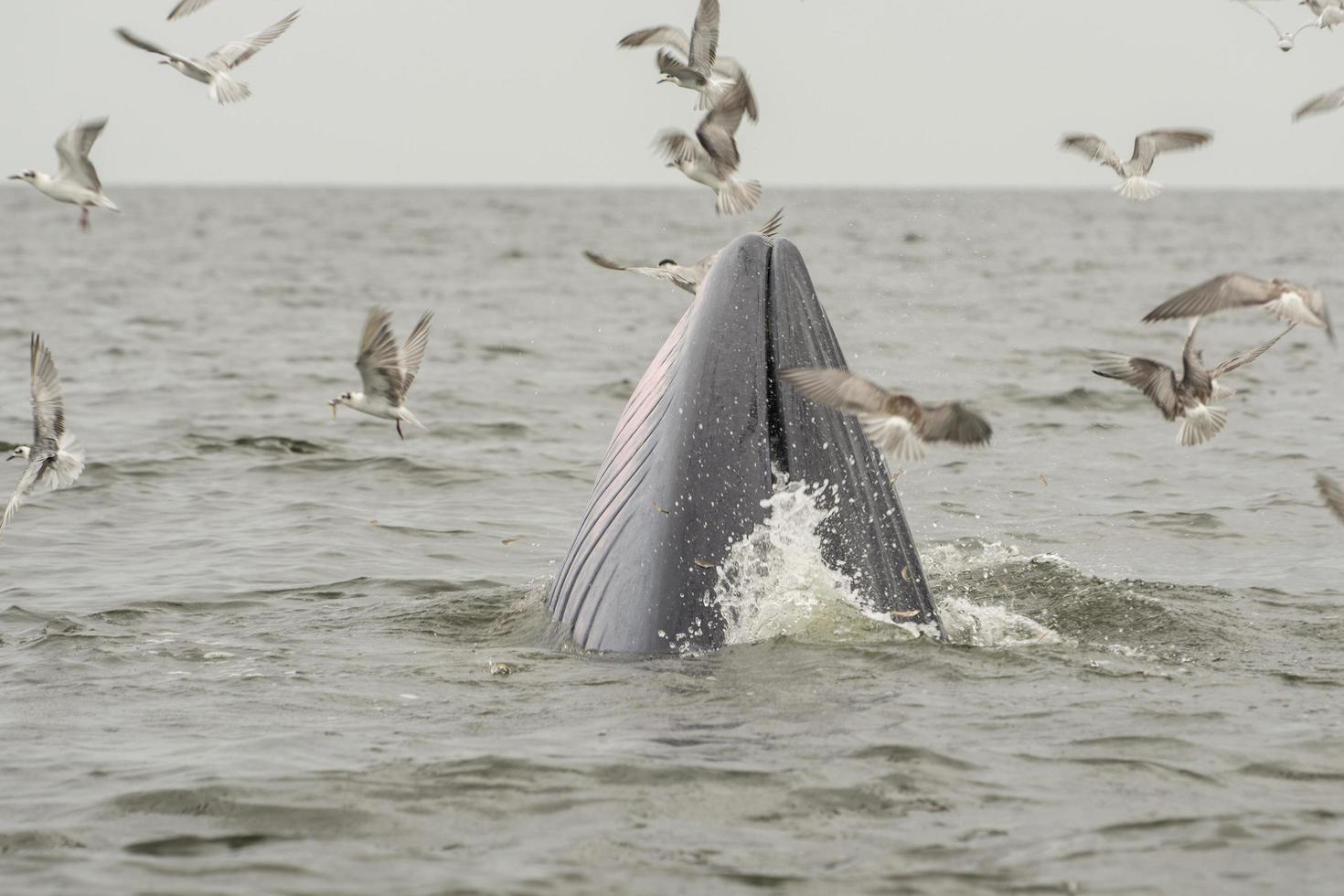 la ballena de Bryde, la ballena del Edén, comiendo pescado en el golfo de Tailandia. foto