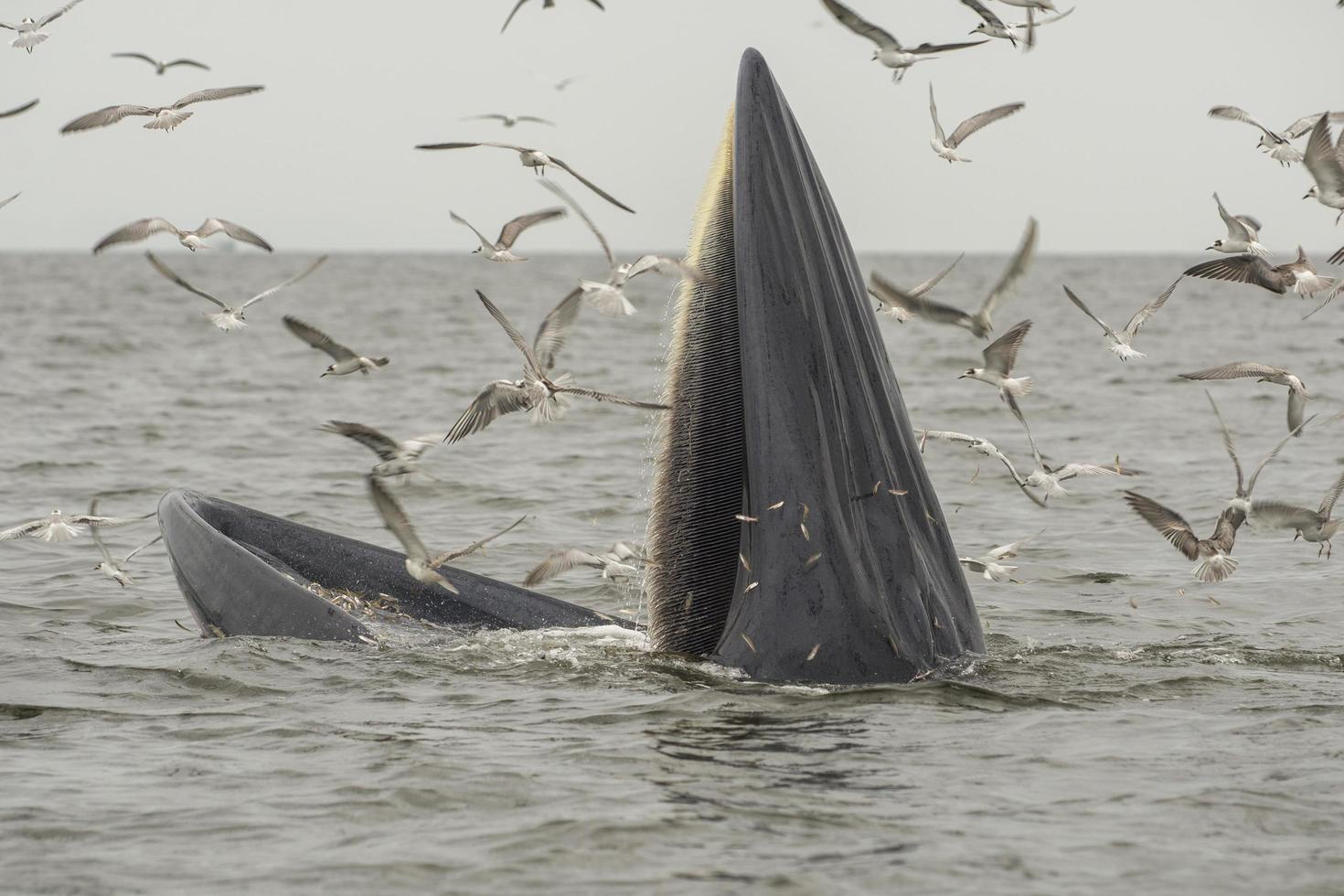 Bryde's whale, Eden's whale, Eating fish at gulf of Thailand. photo