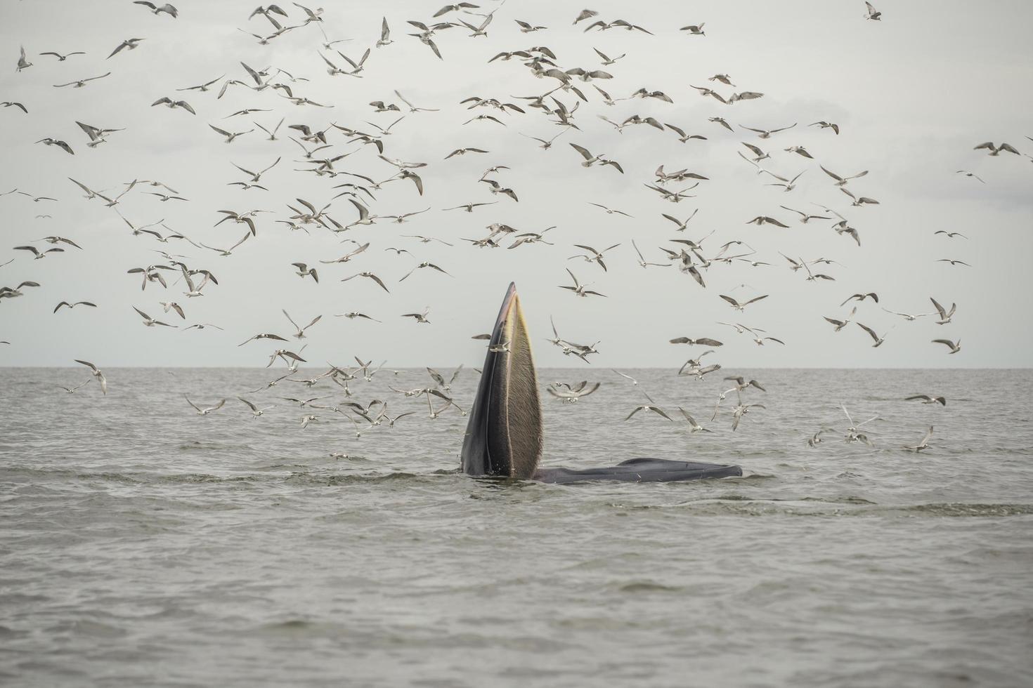 Bryde's whale, Eden's whale, Eating fish at gulf of Thailand. photo